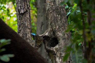 lizard on tree