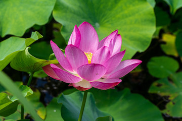 Lotus flower in a pond surrounded by green leaves, in summer