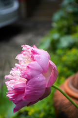 blooming pink lotus in the garden