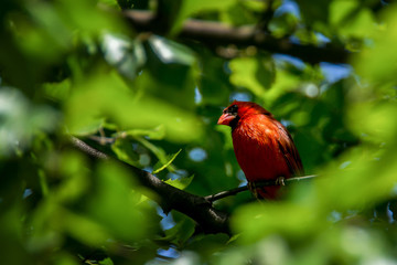 Cardinal