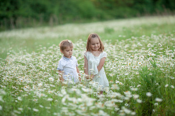Children boy and girl kissing on the background of a white field with daisies.