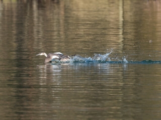 Great Crested Grebe swimming on lake