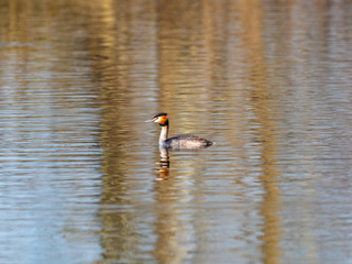 Great Crested Grebe swimming on lake