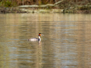Great Crested Grebe swimming on lake