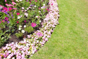 View of flowers blooming in park