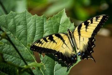 Eastern Tiger Swallowtail