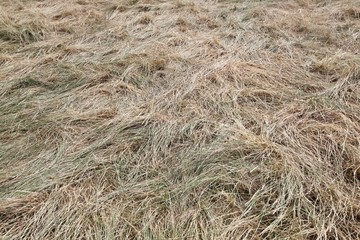 Full frame shot of straw