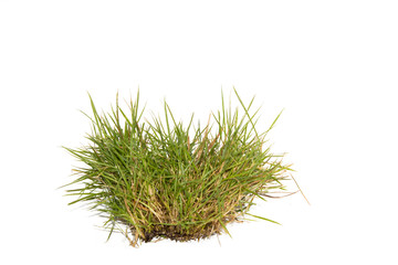 Grass with a white background