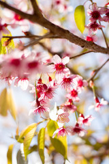 beautiful pink cherry blossom on tree