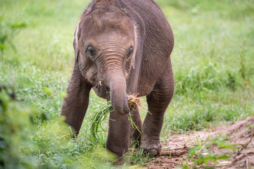 Baby Sri-Lanka-Elefant spielt mit Grassbüschel im Rüssel