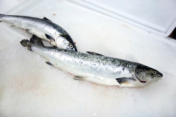 Freshly caught fishes on ice