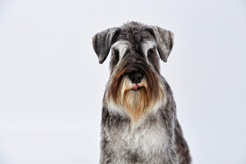 Gray purebred Schnauzer terrier. Dog. Studio shot. White background