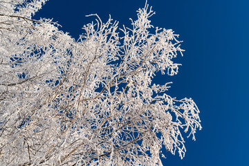 Hoar frost covering bare tree branches on a sunny Winter's day