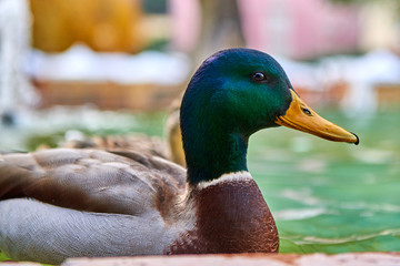 Close Up shot of a Duck stand on water with bokeh background