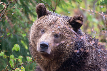 Braunbär blickt durch Walddickicht