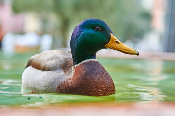 Close Up shot of a Duck stand on water with bokeh background