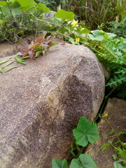 young plants in the garden