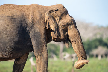 Sri-Lanka-Elefant, Bulle mit verdrehtem Rüssel in Buschlandschaft