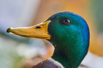 Close Up shot of a Duck stand on water with bokeh background