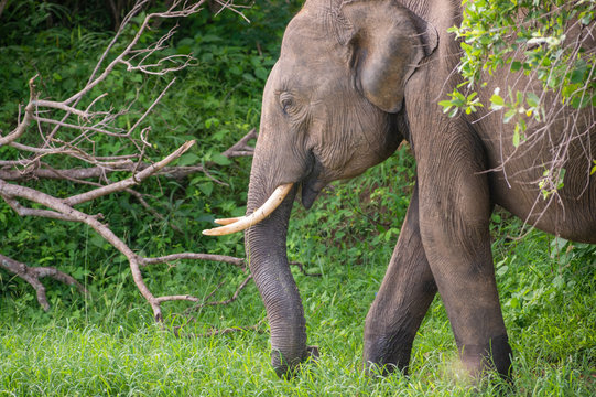 Sri-Lanka-Elefant mit Stossz&auml;hnen wandert durch Busch