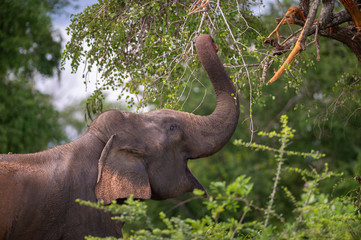 Sri-Lanka-Elefant rupft Blätter mit Rüssel vom Baum