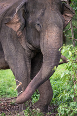 Naklejka premium Sri-Lanka-Elefant zerlegt Ast mit Rüssel