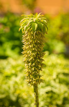 variegated pineapple lily (eucomis bicolor) flower