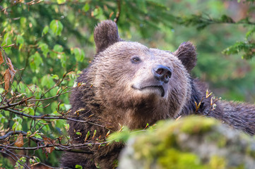 Braunbär im Walddickicht blicht nach Hinten