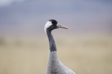 Obraz premium common crane gallocanta teruel aragon spain