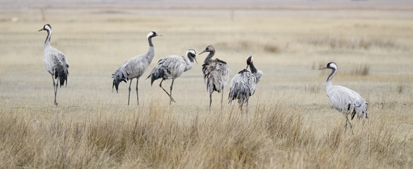 common crane gallocanta teruel aragon spain