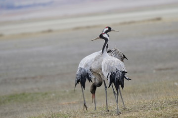Fototapeta premium common crane gallocanta teruel aragon spain