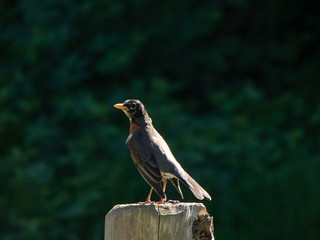 male robin sitting on wooden fence post in spring