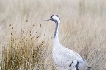 common crane gallocanta teruel aragon spain