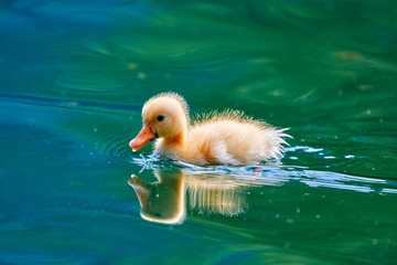Little duckling swimming on the garda lake  water with a nice reflection and ripples in the water