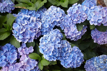 Closeup of blue hydrangea (flower)