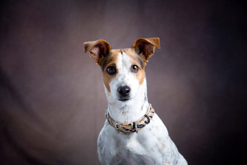 Cute portrait of a dog. Studio shot. Dark background. Isolated animal. Closeup picture