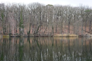 Fototapeta na wymiar Uferlandschaft eines Sees mit kahlen Bäumen