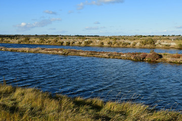 Les Portes en Re; France - november 25 2017 : swamp