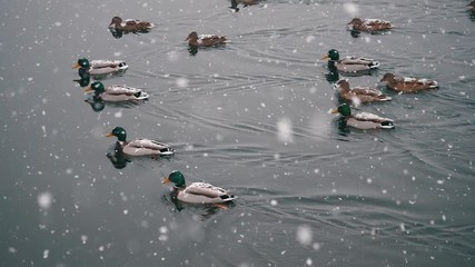 Ducks in winter on the lake with snowfall. slow motion snowflakes. - Powered by Adobe