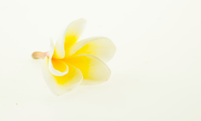 Plumeria flowers