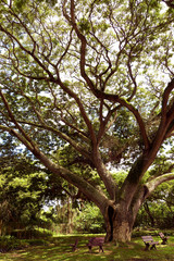 Fototapeta na wymiar old big tree in a park