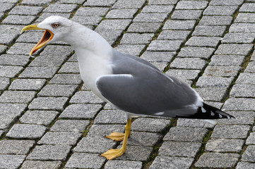 Close-up of a bird with an open beak, Santa Marinha, Ribeira De Pena, Porto, Portugal