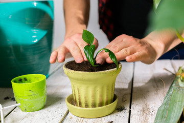 Transplanting a flower into a flowerpot