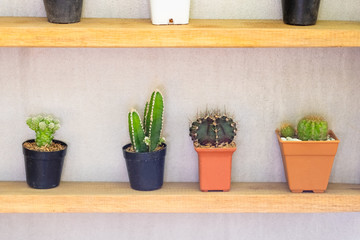 Cactus Shelf in the Garden
