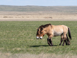 Przewalski's horses