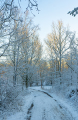 Winter path in swedish woods. Snowy day in scandinavian forest. Bright winter day. Nature wallpaper. Photo with trees and road.