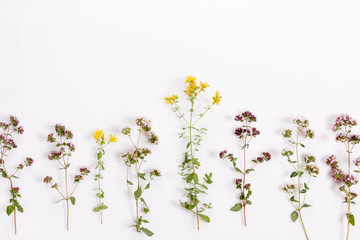Various herbs and flowers on white background, top view, floral border