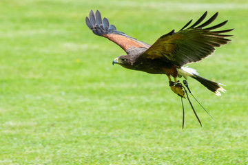 Harris Hawk