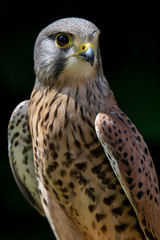 Kestrel