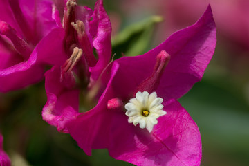 Macrophotography of cute pink and white flower